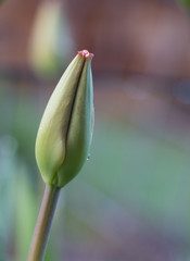 Tulip bud