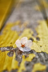 木のベンチに落ちた桜の花.
