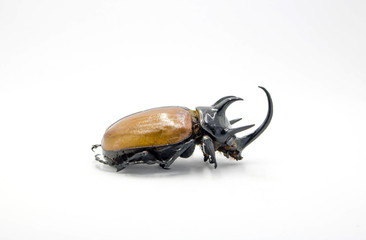 Dynastinae five Horn on white background