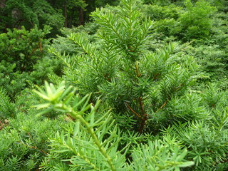 ダイセンキャラボク(鳥取県)