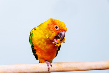 A little colorful parrot looking at eating seed