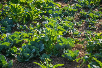  green vegetable garden in Pua ,the  northern of Thailand