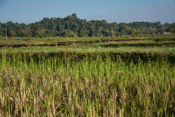 Green rice field in Pua ,the  northern of Thailand