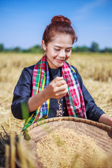 Naklejka na ściany i meble paddy rice in farmer woman hand
