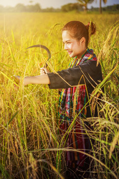 woman farmer using sickle to harvesting rice in field