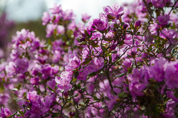 Flowering rhododendron Ledebour close up on sky background. Pink Spring flowers of the Western Siberia. Altai Mountains. maralnik, Ledum