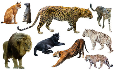 Obraz premium Set of wild mammals isolated over white