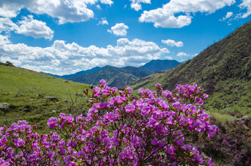 Flowering rhododendron Ledebour close up on sky background. Pink Spring flowers of the Western Siberia. Altai Mountains. maralnik, Ledum