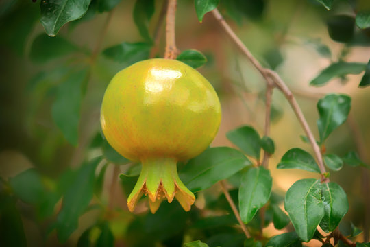 Pomegranate fruit flower in garden