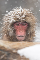 Jigokudani Monkey Park , monkeys bathing in a natural hot spring at Nagano , Japan