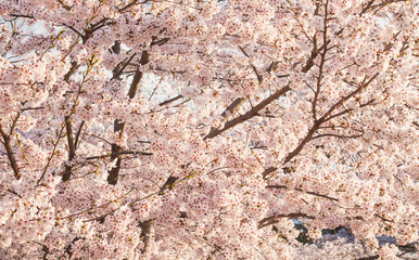 Close - up Beautiful cherry blossom sakura .