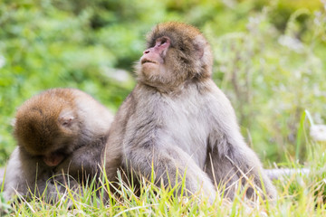 Jigokudani Monkey Park , monkeys bathing in a natural hot spring at Nagano , Japan