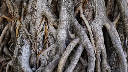 tree roots forest root green old natural background plant trunk leaf giant - 188320058