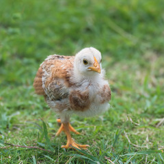 Yellow chick, baby chicken walking on the grass
