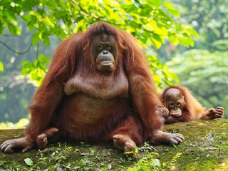 Bornean Orang Utan