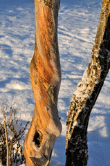 spiralförmig verdrehter Baumstamm im Winter