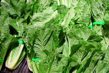 Close up on fresh green romaine lettuce