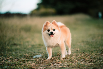 Cute pomeranian dog in the public park