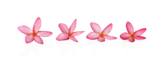 Pink plumeria on the plumeria tree, frangipani tropical flowers.