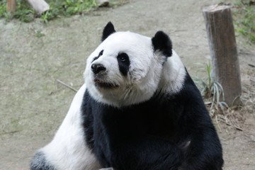 Fototapeta premium Giant Panda in Thailand