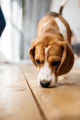 A portrait of a beagle dog - obrazy, fototapety, plakaty