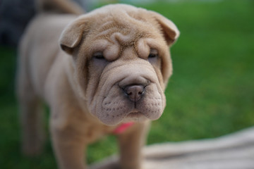 Cute Light Brown Chinese Shar-Pei Puppy Portrait