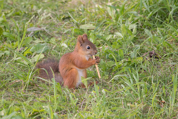 Naklejka na ściany i meble Beautiful red-haired squirrel sits on grass in the park and eating bread straw in summer