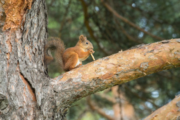 Beautiful squirrel sitting on a pine branch in a park and eating a bread straw in the summer