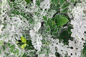 Cineraria maritima silver dust. Background Texture.