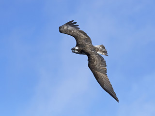Osprey (Pandion haliaetus)