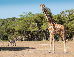 group of Rothschild's giraffes