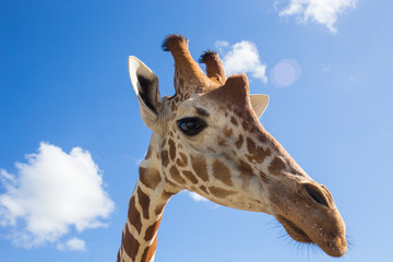 Giraffe in front of Kilimanjaro mountain