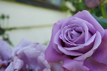 Rose mauve color Charles De Gaulle