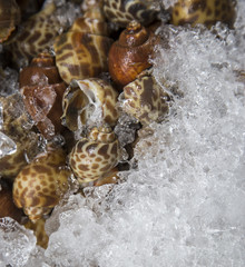 Fresh babylon on ice
