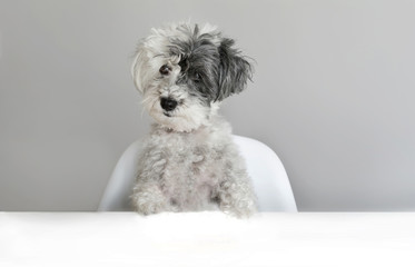 Cute Surprised Dog on a Gray Background. Concept of Canine Emotions