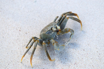 Crab on the Beach