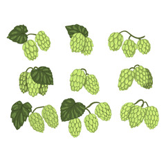 Hand drawn vector set of green hop cones branches with leaves. Brewing industry. Natural element. Design for product label, packing emblem or promo flyer