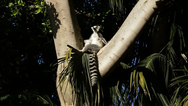 Ringtail lemur sunbathing in a tree - Lemur catta