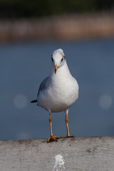 Slender-billed Gull Standing
