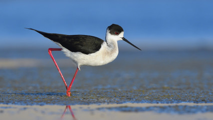 Black Winged Stilt (Himantopus himantopus)