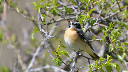 Whinchat (Saxicola rubetra)