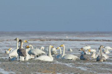 Whooper swan (Cygnus cygnus)