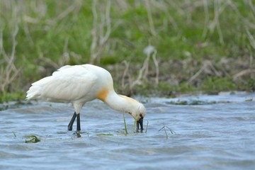 Eurasian Spoonbill (Platalea leucorodia)