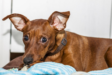 Portrait of red miniature pinscher
