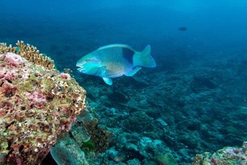 Fototapeta na wymiar Parrot fish eating coral