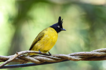 Obraz premium Black-crested bulbul perching on tree branch , Thailand