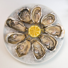 Oysters in ice and lemon on a white plate
