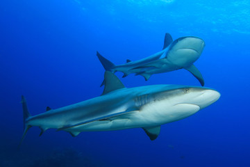 Naklejka premium Caribbean Reef Sharks