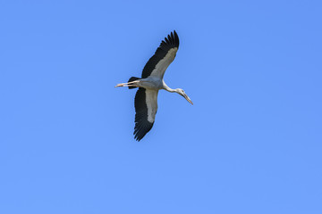 Asian openbill or Asian openbill stork flying in clear blue sky , Chorakhe Mak Reservoir , Buriram , Thailand