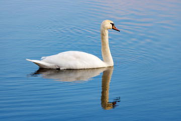 Fototapeta premium White swan floating on the water surface of the river